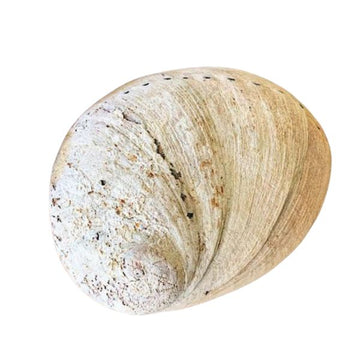 Large Raw Abalone Shell – Sustainably Sourced Smudge Bowl